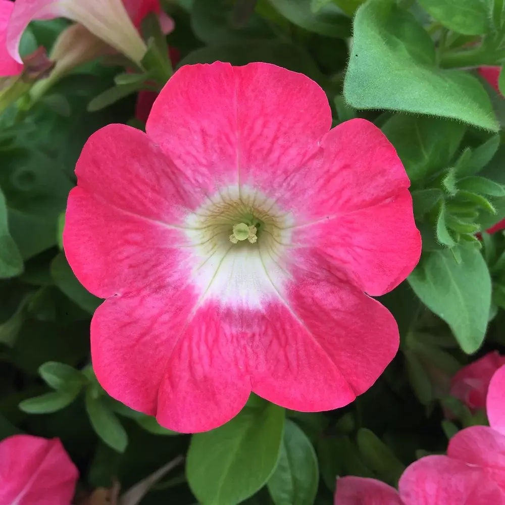 Surfinia rose fluo centre blanc