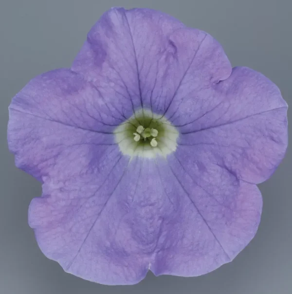 Surfinia bleu lavande