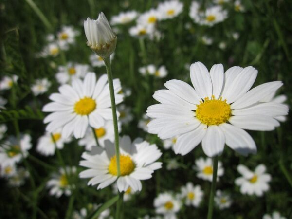 Anthemis (chrysanthemum) blanc