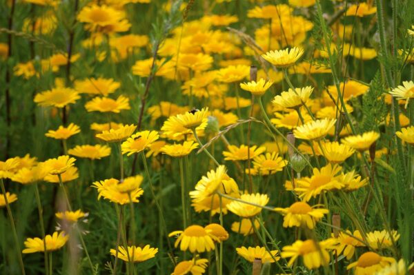 Anthemis (chrysanthemum) jaune