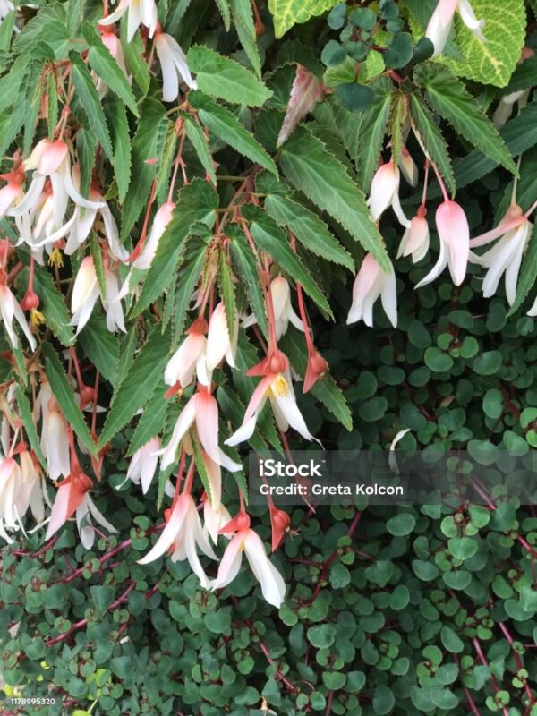 Begonia pour suspension blanc