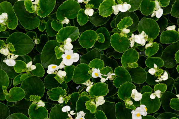 Bégonia  Gracilis fe verte fl blanc (par plateau de 10pl)