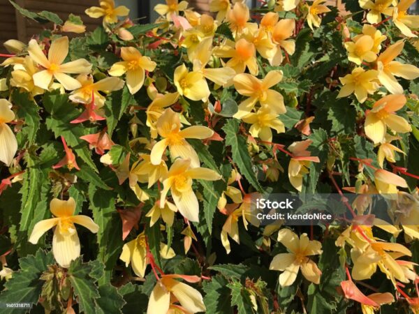 Begonia pour suspension jaune