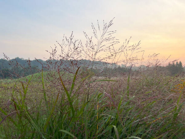 Panicum virgatum