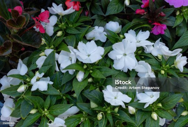 Impatiens blanc