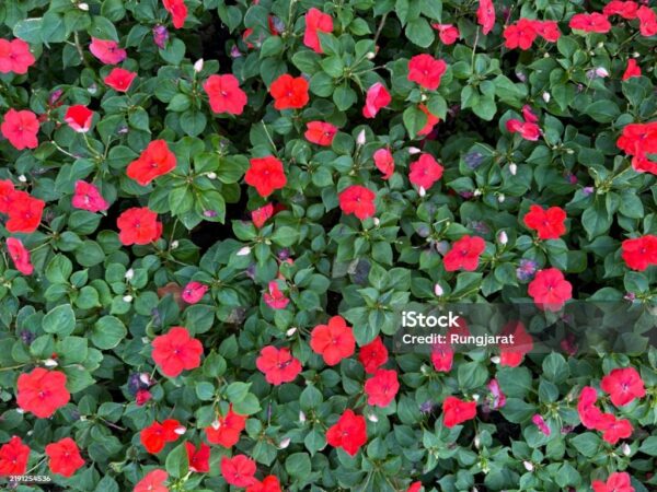 Impatiens rouge
