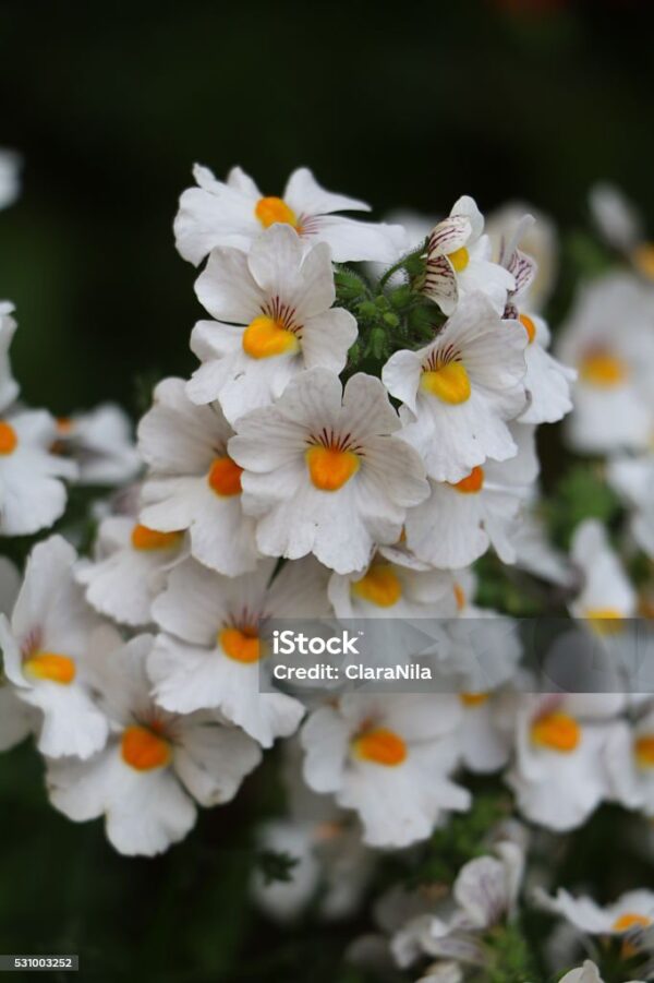 Nemesia blanc