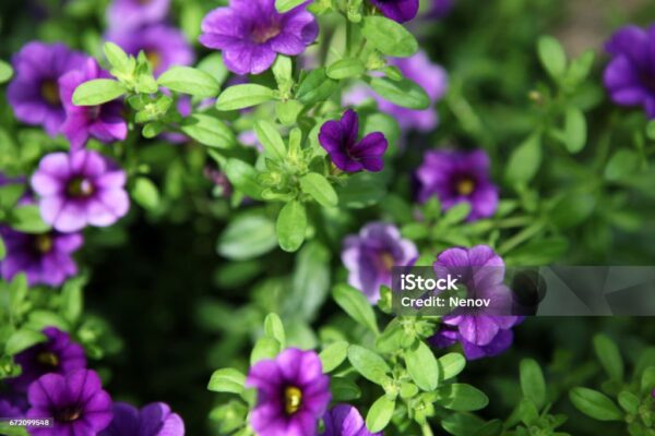 Calibrachoa bleu