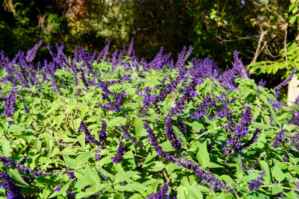 Salvia farinacea bleu