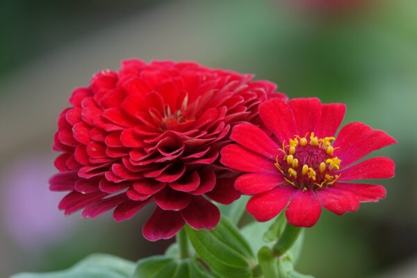 Zinnia mélange