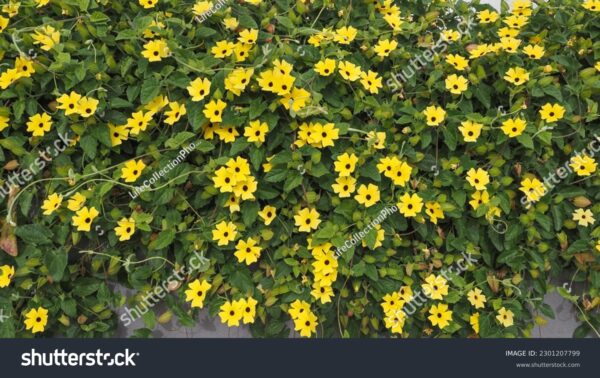 Thunbergia fleurs jaunes