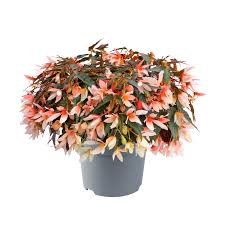 Begonia pour suspension saumon bicolor