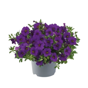 Calibrachoa bleu foncé