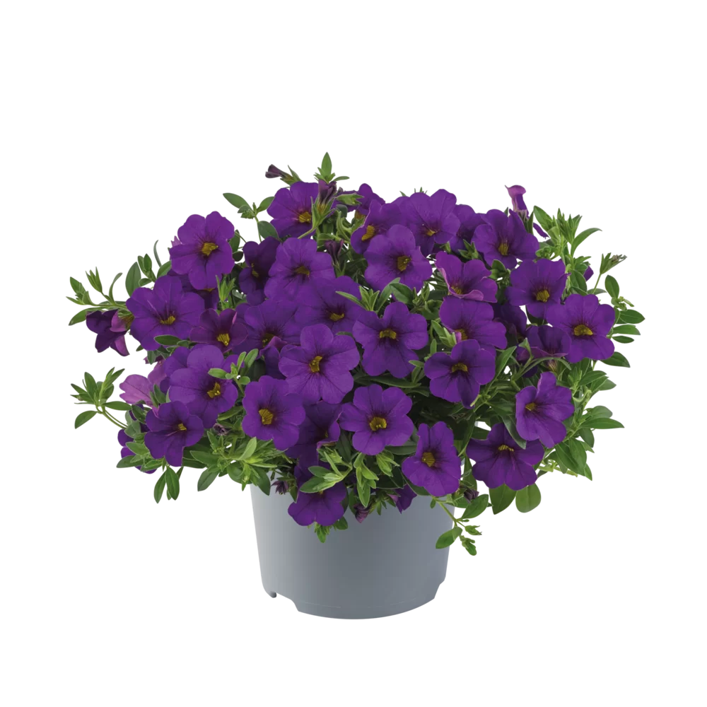 Calibrachoa bleu foncé