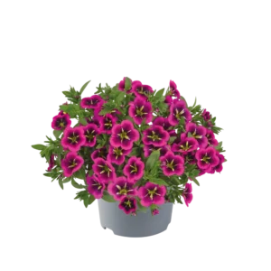 Callibrachoa pourpre étoilé jaune