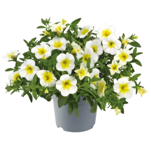 Calibrachoa centre jaune bord blanc