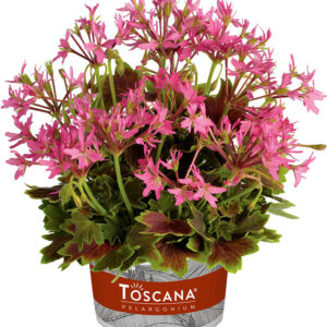 Géranium droit Pollock