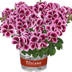 Géranium-Pelargonium gdes fleurs  rouge pourpre avec collerette rose tendre