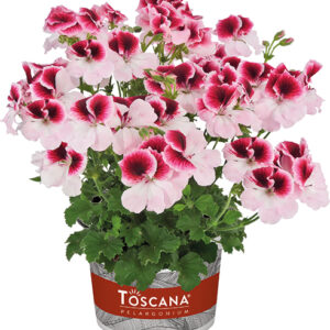 Géranium-Pelargonium grandes fl roses tendres avec motif rouge pourpre