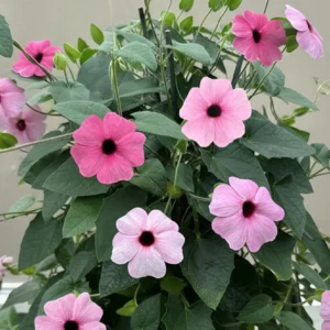 Thunbergia fleurs roses