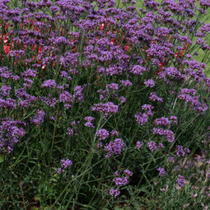 Verbena bonariensis Bonnie Blue