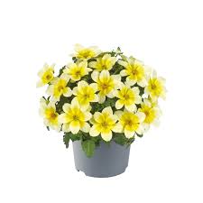 Bidens coeur jaune foncé bord jaune pâle