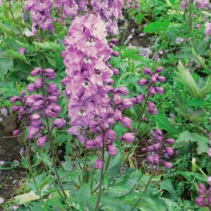 Delphinium cult. 'Magic Fountain Deep Rose White Bee'