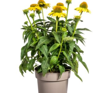 Echinacea purpurea fleurs jaunes