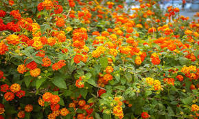 Lantana orange et jaune