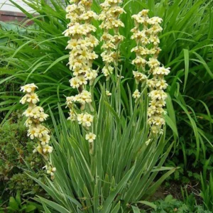 Sisyrinchium striatum